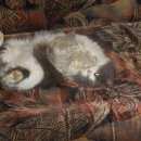 Подробнее об объявлении «Подольск Пропала кошка помогите» Фото: пропала кошка Персидская «Подольск Пропала кошка помогите» в г. Подольск