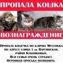 Подробнее об объявлении «Иваново Пропала кошка» Фото: пропала кошка  «Иваново Пропала кошка» в г. Иваново