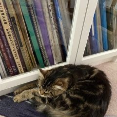 Подробнее об объявлении «Краснодар Пропал кот» Фото: пропала кошка  «Краснодар Пропал кот» в г. Краснодар