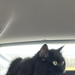 Подробнее об объявлении «Пропала кошка Десногорск» Фото: пропала кошка Сибирская кошка «Пропала кошка Десногорск» в г. Десногорск