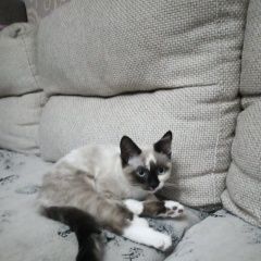 Подробнее об объявлении «Новосибирск Пропала кошка» Фото: пропала кошка  «Новосибирск Пропала кошка» в г. Новосибирск