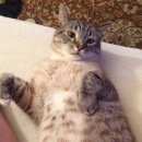 Подробнее об объявлении «Ангарск Пропал кот» Фото: пропала кошка  «Ангарск Пропал кот» в г. Ангарск