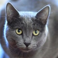 Подробнее об объявлении «Пропала кошка серая Москва» Фото: пропала кошка  «Пропала кошка серая Москва» в г. Москва