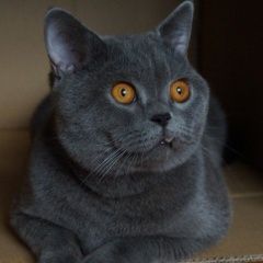 Подробнее об объявлении «Пропал кот. британец серой окраски. Ростов-на-Дону» Фото: пропала кошка  «Пропал кот. британец серой окраски. Ростов-на-Дону» в г. Ростов-на-Дону