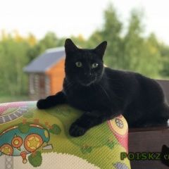 Подробнее об объявлении «Чехов Пропал кот черный кот» Фото: пропала кошка  «Чехов Пропал кот черный кот» в г. Чехов