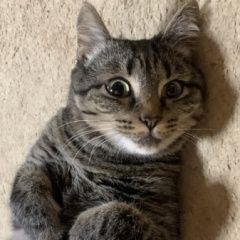 Подробнее об объявлении «Пропала кошка Загорянский» Фото: пропала кошка  «Пропала кошка Загорянский» в г. Загорянский