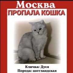 Подробнее об объявлении «Пропала кошка помогаю информационно Москва» Фото: пропала кошка  «Пропала кошка помогаю информационно Москва» в г. Москва