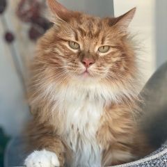 Подробнее об объявлении «Красноярск Пропал кот» Фото: пропала кошка Курильский бобтейл «Красноярск Пропал кот» в г. Красноярск