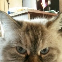 Подробнее об объявлении «Казань Пропала кошка» Фото: пропала кошка Невская маскарадная «Казань Пропала кошка» в г. Казань