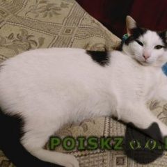 Подробнее об объявлении «Казань Пропал кот» Фото: пропала кошка  «Казань Пропал кот» в г. Казань