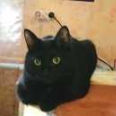 Подробнее об объявлении «Москва Пропала кошка пропавшие животные» Фото: пропала кошка  «Москва Пропала кошка пропавшие животные» в г. Москва