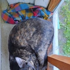 Подробнее об объявлении «Пропала кошка Суздаль» Фото: пропала кошка  «Пропала кошка Суздаль» в г. Суздаль