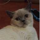 Подробнее об объявлении «Пропала кошка Звенигород» Фото: пропала кошка Британская короткошерстная «Пропала кошка Звенигород» в г. Звенигород