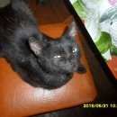 Подробнее об объявлении «Омск Пропал кот» Фото: пропала кошка  «Омск Пропал кот» в г. Омск