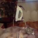 Подробнее об объявлении «Ангарск Пропала кошка» Фото: пропала кошка Ориентальная (восточная короткошерстная) «Ангарск Пропала кошка» в г. Ангарск