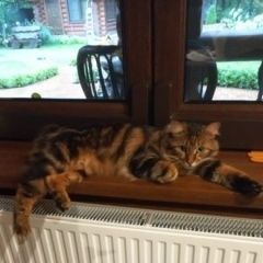 Подробнее об объявлении «Пропал кот курильский бобтейл Лосино-Петровский» Фото: пропала кошка Курильский бобтейл «Пропал кот курильский бобтейл Лосино-Петровский» в г. Лосино-Петровский