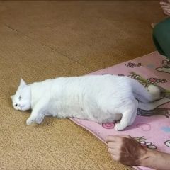 Подробнее об объявлении «Пропал кот белый кот Истра» Фото: пропала кошка  «Пропал кот белый кот Истра» в г. Истра