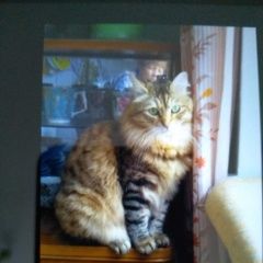 Подробнее об объявлении «Пропал кот сбежал из переноски. Москва» Фото: пропала кошка Сибирская кошка «Пропал кот сбежал из переноски. Москва» в г. Москва
