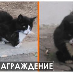 Подробнее об объявлении «Пропал кот окрас черно-белый Москва» Фото: пропала кошка  «Пропал кот окрас черно-белый Москва» в г. Москва