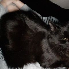 Подробнее об объявлении «Москва Пропал кот черный кот» Фото: пропала кошка  «Москва Пропал кот черный кот» в г. Москва
