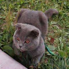 Подробнее об объявлении «Пропал кот пожалуйста помогите Малаховка» Фото: пропала кошка Британская короткошерстная кошка «Пропал кот пожалуйста помогите Малаховка» в г. Малаховка