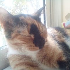 Подробнее об объявлении «Пропала кошка помогите Москва» Фото: пропала кошка  «Пропала кошка помогите Москва» в г. Москва