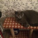 Подробнее об объявлении «Нижний Новгород Пропал кот» Фото: пропала кошка Британская короткошерстная «Нижний Новгород Пропал кот» в г. Нижний Новгород