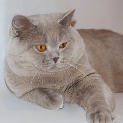 Подробнее об объявлении «Брянск Пропал кот» Фото: пропала кошка Британская короткошерстная кошка «Брянск Пропал кот» в г. Брянск