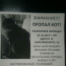 Подробнее об объявлении «Сургут Пропал кот» Фото: пропала кошка  «Сургут Пропал кот» в г. Сургут