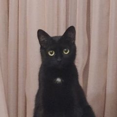 Подробнее об объявлении «Пропала кошка 5 лет Гомель» Фото: пропала кошка Бомбейская кошка «Пропала кошка 5 лет Гомель» в г. Гомель