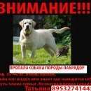 Подробнее об объявлении «Карачев Пропала собака лабрадор месяцев, кличка буч.» Фото: пропала собака  «Карачев Пропала собака лабрадор месяцев, кличка...» в г. Карачев
