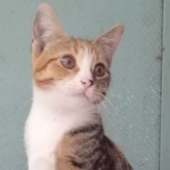 Подробнее об объявлении «Нальчик Пропала кошка трехцветный котенок» Фото: пропала кошка  «Нальчик Пропала кошка трехцветный котенок» в г. Нальчик