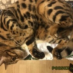 Подробнее об объявлении «Пропала кошка бенгальская кошка молодёжная Москва» Фото: пропала кошка Бенгальская «Пропала кошка бенгальская кошка молодёжная Москва» в г. Москва