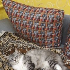 Подробнее об объявлении «Пропал кот тимоша Подольск» Фото: пропала кошка Сибирская «Пропал кот тимоша Подольск» в г. Подольск