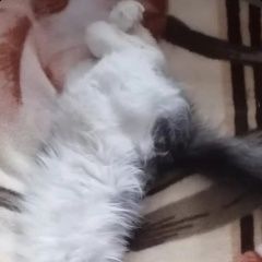 Подробнее об объявлении «Пропала кошка Кингисепп» Фото: пропала кошка  «Пропала кошка Кингисепп» в г. Кингисепп