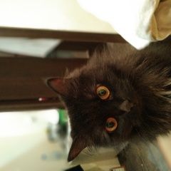 Подробнее об объявлении «Нижний Новгород Пропала кошка» Фото: пропала кошка  «Нижний Новгород Пропала кошка» в г. Нижний Новгород