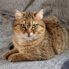 Подробнее об объявлении «Пропал кот, 3 года, камышового цвета Лобня» Фото: пропала кошка  «Пропал кот, 3 года, камышового цвета Лобня» в г. Лобня