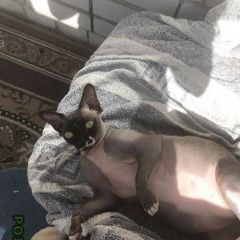 Подробнее об объявлении «Пропала кошка, порода сфинкс Энгельс» Фото: пропала кошка  «Пропала кошка, порода сфинкс Энгельс» в г. Энгельс