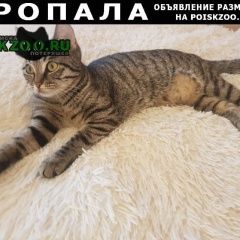 Подробнее об объявлении «Москва Пропала кошка» Фото: пропала кошка  «Москва Пропала кошка» в г. Москва