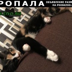Подробнее об объявлении «Пропала кошка Санкт-Петербург» Фото: пропала кошка  «Пропала кошка Санкт-Петербург» в г. Санкт-Петербург