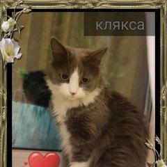 Подробнее об объявлении «Пропала кошка Таганрог» Фото: пропала кошка  «Пропала кошка Таганрог» в г. Таганрог