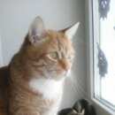 Подробнее об объявлении «Пропал кот не вернулся рыжий кот февраля Верхняя Пышма» Фото: пропала кошка  «Пропал кот не вернулся рыжий кот февраля...» в г. Верхняя Пышма