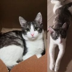 Подробнее об объявлении «Обнинск Пропал кот» Фото: пропала кошка  «Обнинск Пропал кот» в г. Обнинск