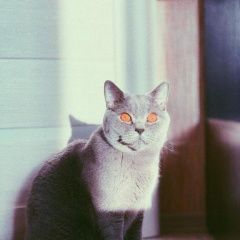 Подробнее об объявлении «Истра Пропал кот» Фото: пропала кошка Британская короткошерстная кошка «Истра Пропал кот» в г. Истра