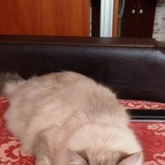 Подробнее об объявлении «Москва Пропал кот а» Фото: пропала кошка  «Москва Пропал кот а» в г. Москва