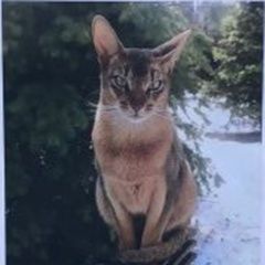 Подробнее об объявлении «Пропала кошка Москва» Фото: пропала кошка Абиссинская «Пропала кошка Москва» в г. Москва