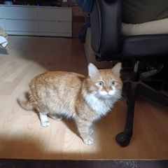 ����: ������� �����  �������� ������ ��� ���� � �. �������