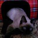 Подробнее об объявлении «Ангарск Пропал кот» Фото: пропала кошка Сиамская «Ангарск Пропал кот» в г. Ангарск