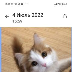 Подробнее об объявлении «Пропала кошка 1 июля, Электроугли» Фото: пропала кошка  «Пропала кошка 1 июля, Электроугли» в г. Электроугли