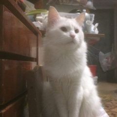 Подробнее об объявлении «Москва Пропал кот в ноябре крупный кот» Фото: пропала кошка  «Москва Пропал кот в ноябре крупный кот» в г. Москва